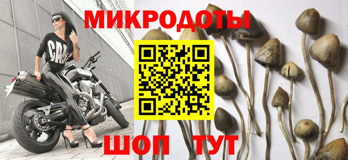 Псилоцибиновые грибы Psilocybine cubensis Калининград